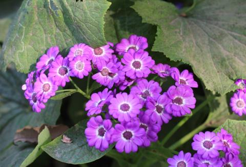 Photo of Florist's Cineraria 2