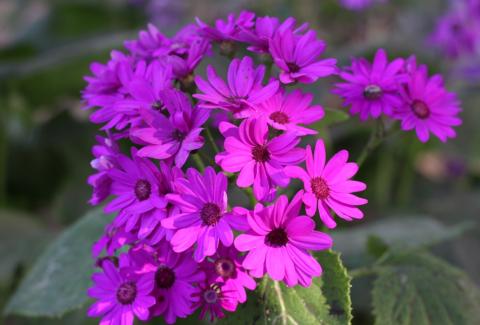 Photo of African Daisy