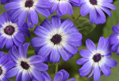 Photo of Florist's Cineraria 1