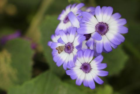 Photo of Florist's Cineraria