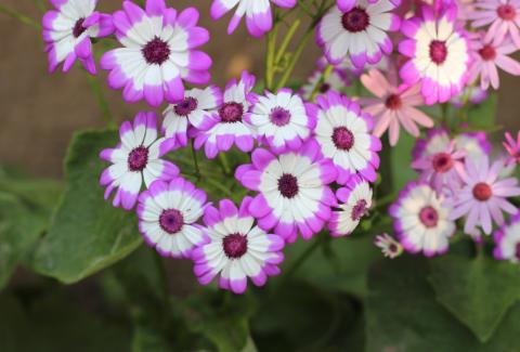 Photo of Cineraria Flower