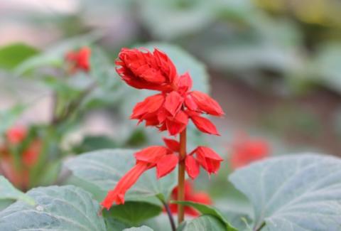 Photo of Red Sage