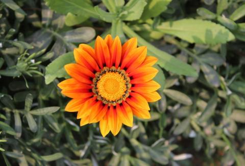 Photo of Treasure Flower
