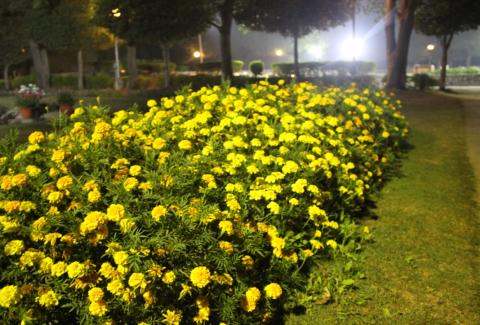 Photo of Marigold