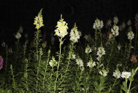Photo of Snapdragon