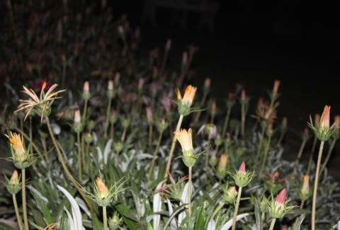 Photo of Gazanias