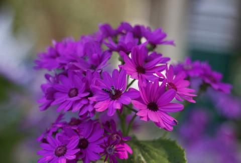 Flowers of NIFM 56