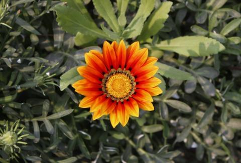 Flowers of NIFM 55