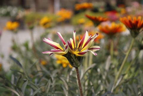 Flowers of NIFM 55
