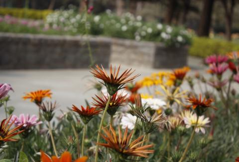 Flowers of NIFM 46