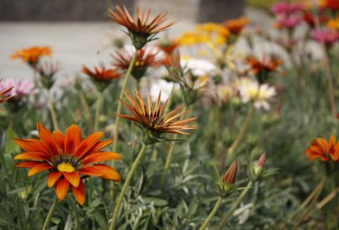Flowers of NIFM 47