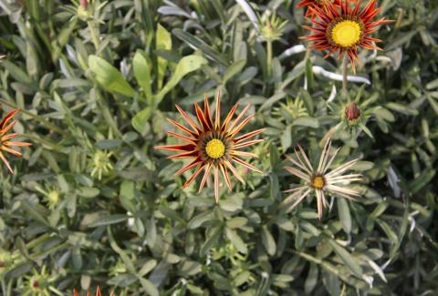 Flowers of NIFM 48