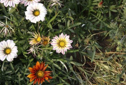 Flowers of NIFM 49