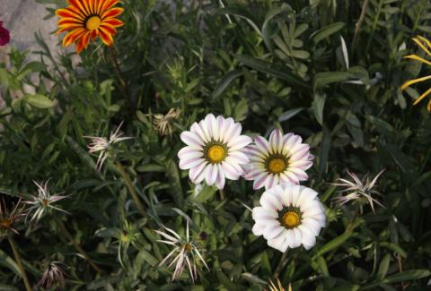 Flowers of NIFM 50