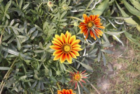 Flowers of NIFM 53