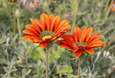 Flowers of NIFM 54