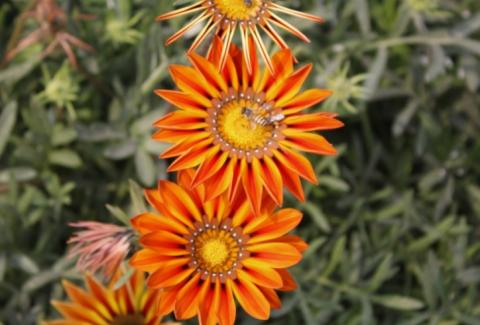 Photo of Gazania 15