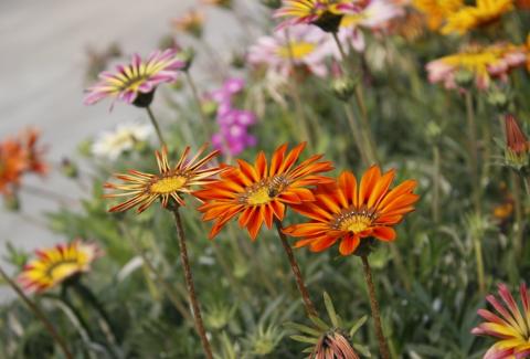 Photo of Gazania 14