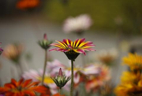 Photo of Gazania 12