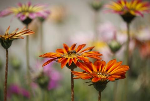 Photo of Gazania 11