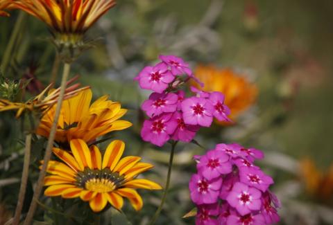 Photo of Gazania 10