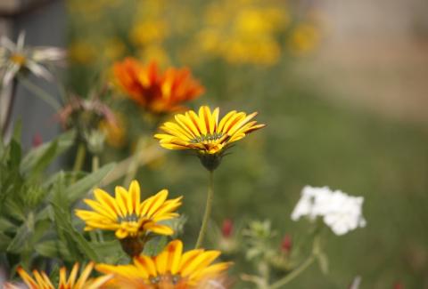 Photo of Gazania 9