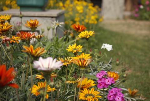 Photo of Gazania 8