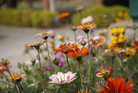 Photo of Gazania 7