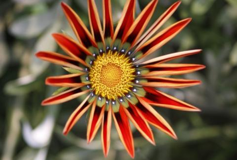 Photo of Gazania 6