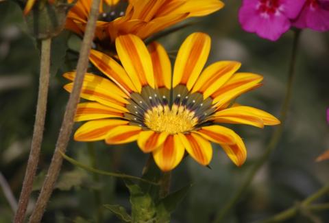 Photo of Gazania 5