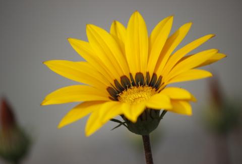Photo of Treasure Flower 3