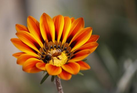 Photo of Gazania 4