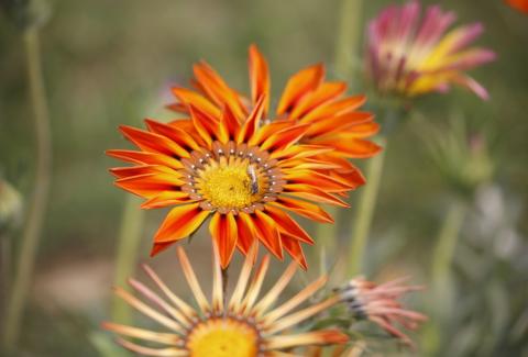 Photo of Gazania 3