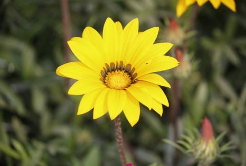 Photo of Treasure Flower 2
