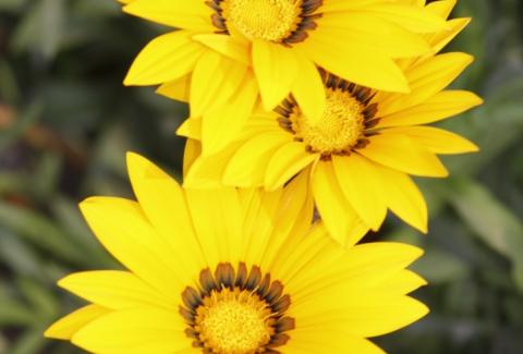 Photo of Treasure Flower 1