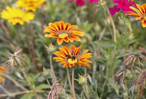 Photo of Gazania 2