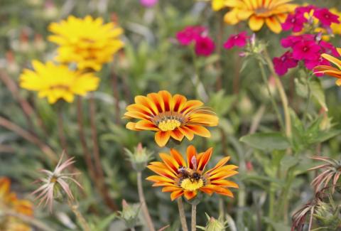 Photo of Gazania1