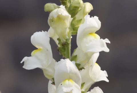 Photo of Snapdragon 3