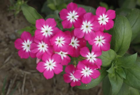 Photo of Phlox Drummondii 1