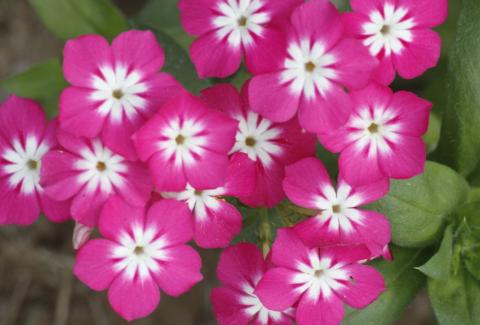 Photo of Phlox Drummondii