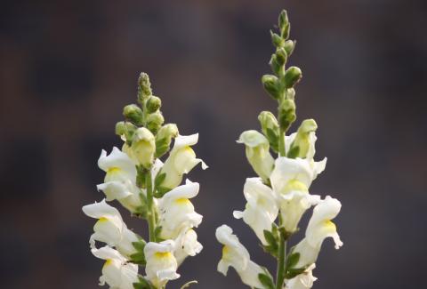 Photo of Snapdragon 2