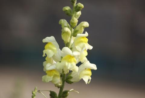 Photo of Snapdragon 1