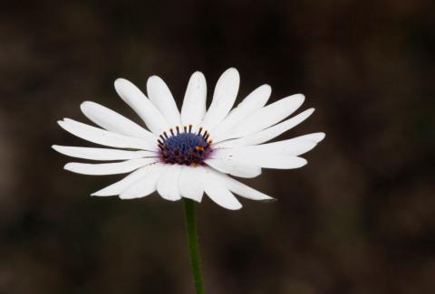 Photo of Cape Daisy 4