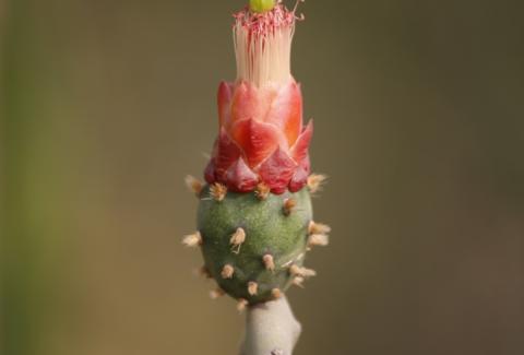 Photo of Prickly pear cactus 1