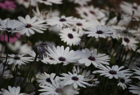 Photo of Cape Daisy 3