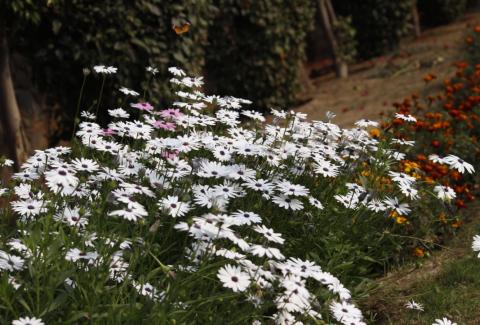 Photo of Cape Daisy 2