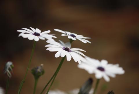 Photo of Cape Daisy