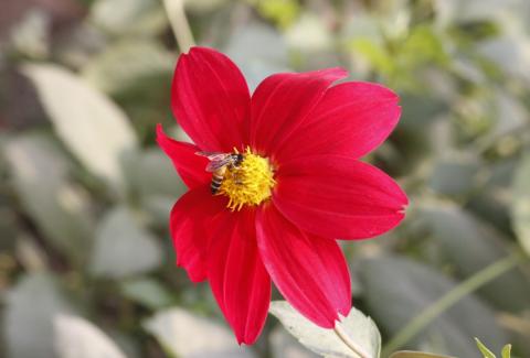 Photo of Dahlia