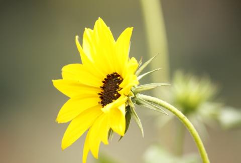 Photo of Sunflower