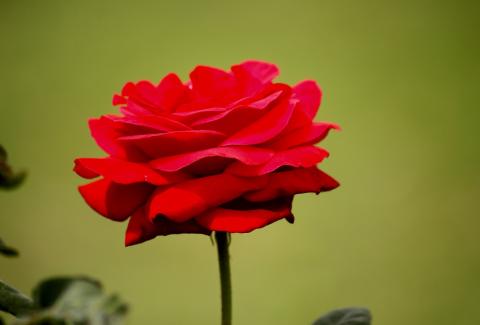 Photo of Damask Rose